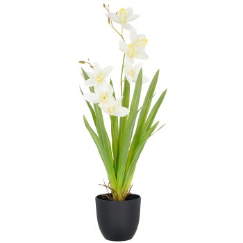 Cymbidium x2, 55cm, weiß, im Kunststofftopf 11,5x10,5cm