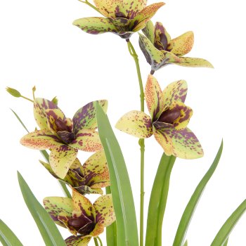 Cymbidium x2, 55cm, green-yellow, in plastic pot 11.5x10.5cm