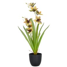 Cymbidium x2, 55cm, grün-gelb, im Kunststofftopf 11,5x10,5cm