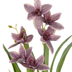 Cymbidium x2, 55cm, amethyst, in plastic pot 11.5x10.5cm