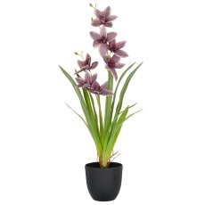 Cymbidium x2, 55cm, amethyst, im Kunststofftopf 11,5x10,5cm