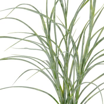 Creeping grass x5, approx. 70cm, green-grey, in a grey melamine pot 11x10.5cm with