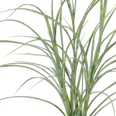 Creeping grass x5, approx. 70cm, green-grey, in a grey melamine pot 11x10.5cm with