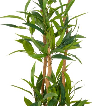Ficus maclellandii x4, 150cm, green, in plastic pot 18x16.5cm with soil