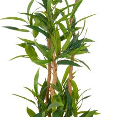 Ficus maclellandii x4, 150cm, green, in plastic pot 18x16.5cm with soil