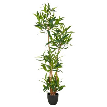 Ficus maclellandii x4, 150cm, green, in plastic pot 18x16.5cm with soil