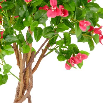 Bougainvillea, 175cm, pink, Naturstamm, im Kunststofftopf 19,5x17,5cm mit Erde