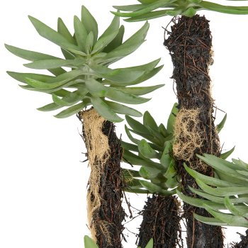 Dudleya x5, 80cm, grün, auf Wurzelstamm, im Kunststofftopf 14x13cm mit Erde