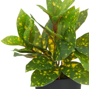 Acuba x27 leaves, approx. 24cm, green, plastic, in plastic pot 9x8cm with soil