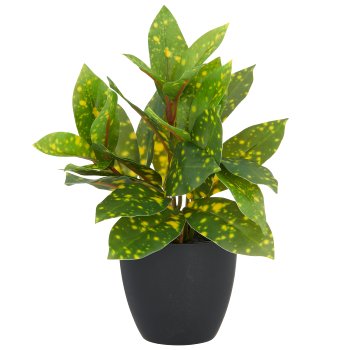 Acuba x27 leaves, approx. 24cm, green, plastic, in plastic pot 9x8cm with soil