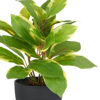 Epipremnum aureum x27 leaves, approx 24cm, green, plastic, in plastic pot 9x8cm with soil