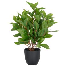 Epipremnum x8, ca 40cm, grün, Kunststoff, im Kunststofftopf 11,5x10,5cm mit Erde