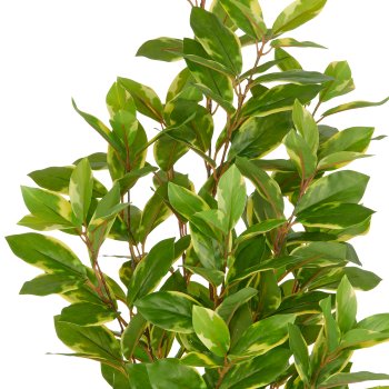 Epipremnum aureum, approx 90cm, green, plastic, in plastic pot 14x13cm with soil