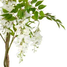 Wisteria x9, approx. 100cm, white, in plastic pot 16x15cm with soil