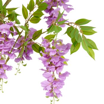 Wisteria x9, ca. 100cm, lila, im Kunststofftopf 16x15cm mit Erde