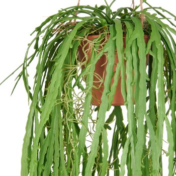 Rhipsalis crispata, approx 80cm, green, in hanging pot 11.5x10cm