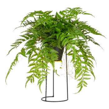 Dekostandleuchte Farnmix, ca. 60cm, grün, auf Metallgestell rund 30x14cm, LED, 1,5m Kabel