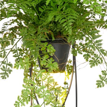 Dekostandleuchte Farnmix, ca. 60cm, grün, auf Metallgestell quadr. 30x12,5cm, LED, 1,5m