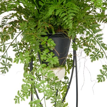 Dekostandleuchte Farnmix, ca. 60cm, grün, auf Metallgestell quadr. 30x12,5cm, LED, 1,5m