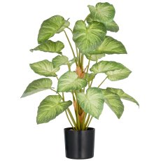 Syngonium, 21 leaves, 65cm, green, in plastic pot 12.5x11.5cm