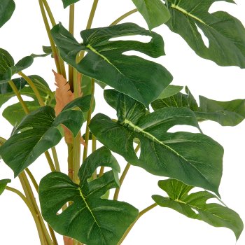 Split Philodendron, 21 leaves, 65cm, green, in plastic pot 12.5x11.5cm