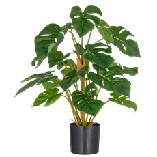 Split Philodendron, 21 leaves, 65cm, green, in plastic pot 12.5x11.5cm