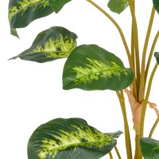 Diffenbachia reeva, 90cm,   29 Bl., grün, im Kunststofftopf 12,5x11,5cm