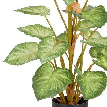 Syngonium, 29 leaves, 90cm, green, in plastic pot 12.5x11.5cm