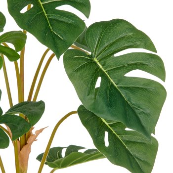 Split Philodendron, 29 Blätter, 90cm, grün, im Kunststofftopf 12,5x11,5cm