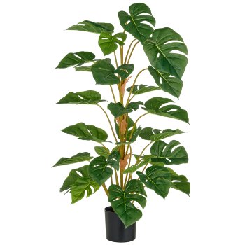 Split Philodendron, 29 Blätter, 90cm, grün, im Kunststofftopf 12,5x11,5cm