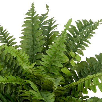Boston fern x38, approx 60x Ø70cm, green, 1/poly