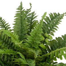 Boston fern x38, approx 60x Ø70cm, green, 1/poly