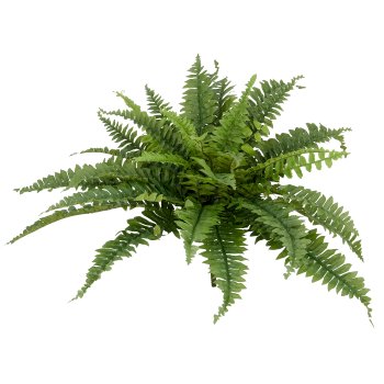 Boston fern x38, approx 60x Ø70cm, green, 1/poly