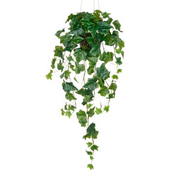 Engl. Efeuhänger x11, 126Bl., 75cm, grün, im Kunststoff Hängetopf 10,5x10cm