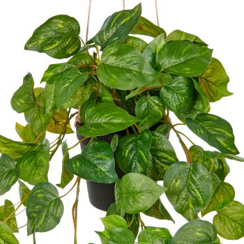 Philodendron hederaceum x11, 126 Bl., 75cm, grün im Kunststoff-Hängetopf 10,5x10cm