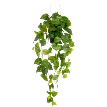 Philodendron hederaceum x11, 126 Bl., 75cm, grün im Kunststoff-Hängetopf 10,5x10cm