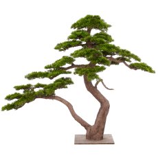 irischer efeu giftig Hedera hibernica – Irischer Efeu, 9 cm Topf, 10–25 cm Höhe main image 1
