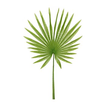 Fan Palm Fronds, 45/90cm, Real Touch, Dark Green