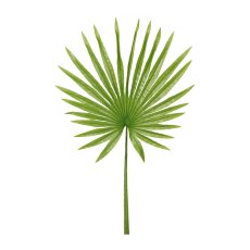 Fan Palm Fronds, 45/90 cm,