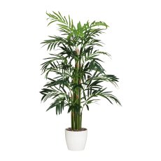 Bamboo Palm, ca. 100 cm, Real