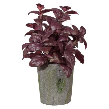 Basil Bush x4 ca.23cm, 114 Leafes, Bordeaux, in Cement Pot, 9x7cm