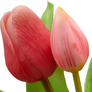 Tulpenbund x5, 31cm, rosa-pink