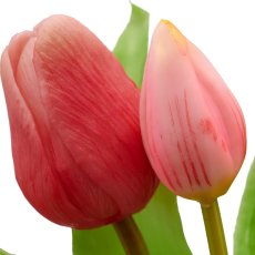 Tulpenbund x5, 31cm, rosa-pink