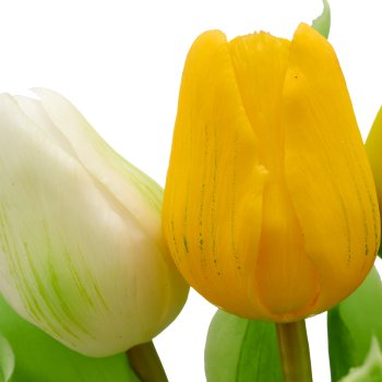 Tulpenbund x5, 31cm, gelb-weiß
