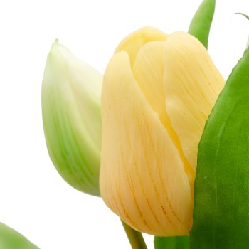Tulip bunch x5, 31cm, white-yellow