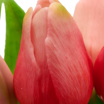 Tulpenbund x7, 31cm, rosa