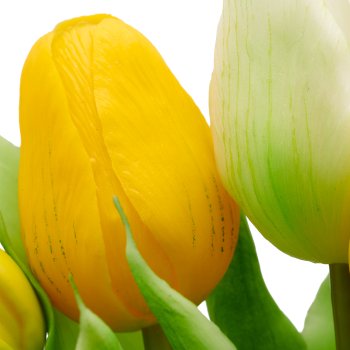 Tulpenbund x7, 31cm, gelb