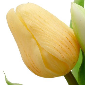 Tulpenbund x7, 31cm, weiß