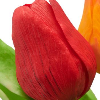 Tulpenbund x7, 31cm, orange-rot