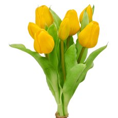 Tulip bunch x7, 31cm, yellow